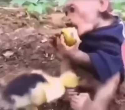 I could eat a monkey's knob at night