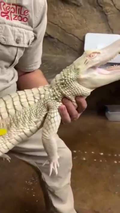 white alligator