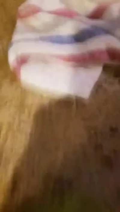 Pizz ow