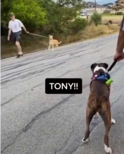 If dogs spoke like us