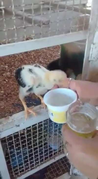Que pinto safado!