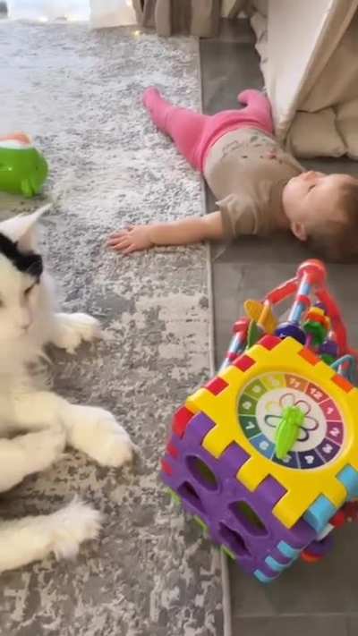 Dogs protect, cats educate