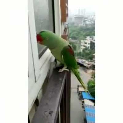 Mummy open the window