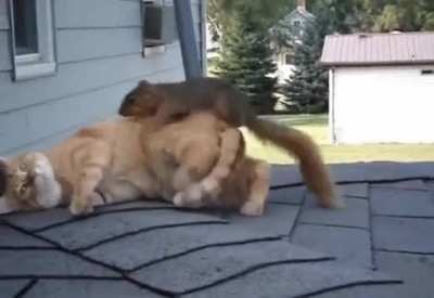 Кот, давай поиграем, нуу Кот ?!