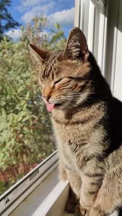 Blep and Chill 😋