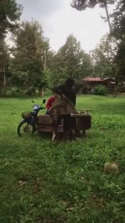 Catching a durian