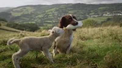 When a farm in Exeter, England was having difficulty taking care of an endangered breed of sheep, a springer spaniel was trained to help care for them. Here is Jess bottle-feeding Shaun, an orphaned Dorset Horn lamb.
