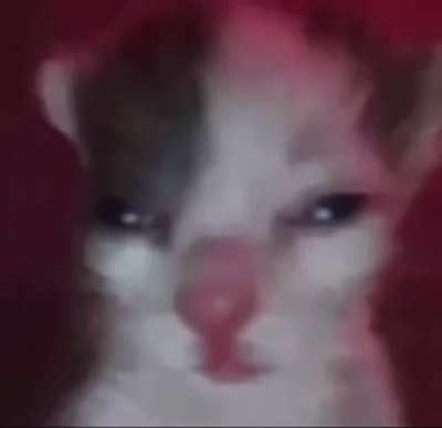 blind cat