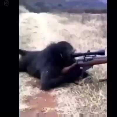 Im a S.I.M.P