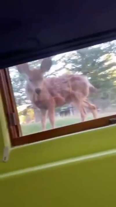 Dog spots a deer