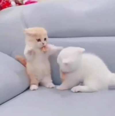 a kitten trying to protect itself from dangerous attack