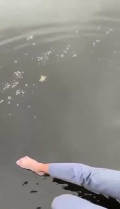 just a guy and his frog