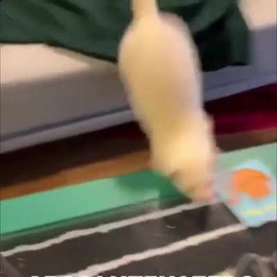 Ferrets are Clumsy