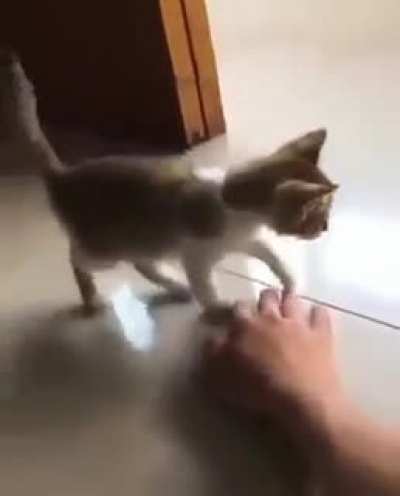 kitten and their instant decisions