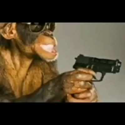 Top macacos