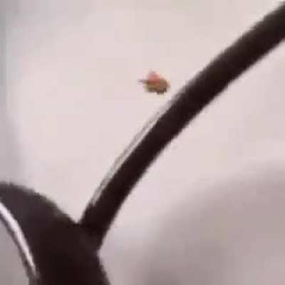 chau