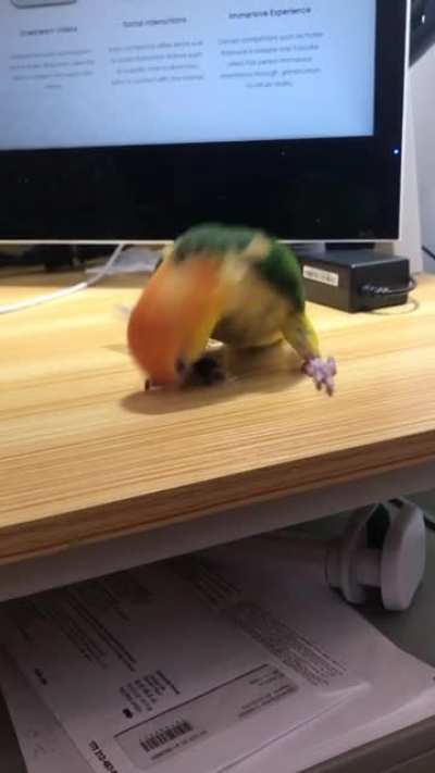 Chaotic little chicken