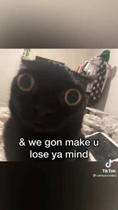 Party Cats