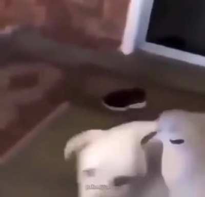 Doggo be like