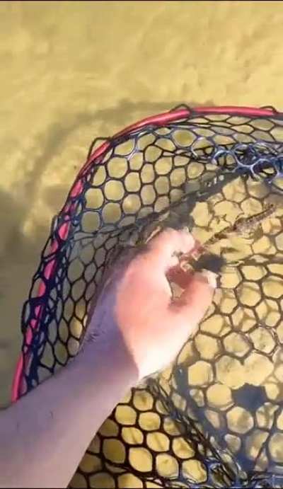 Saving a seahorse