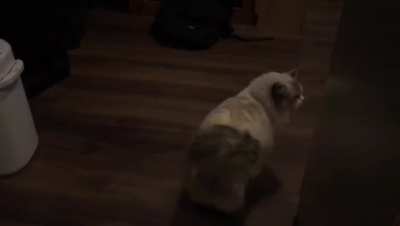 She woke up from a nap and meowed mid-yawn