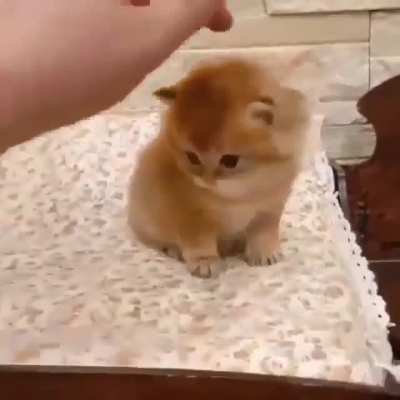 Baby Kitten Booty Skirtches 😻