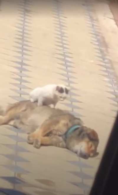Napping in the sun together