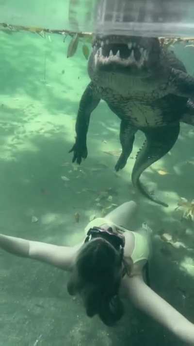 Swimming with Alligator 