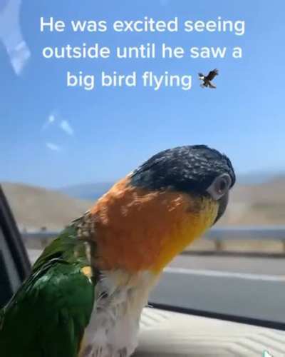 Bird screaming afterbseeing big bird flying