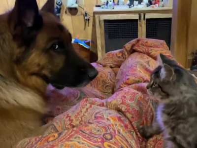 Your Kitten needs Anger Management Classes...
