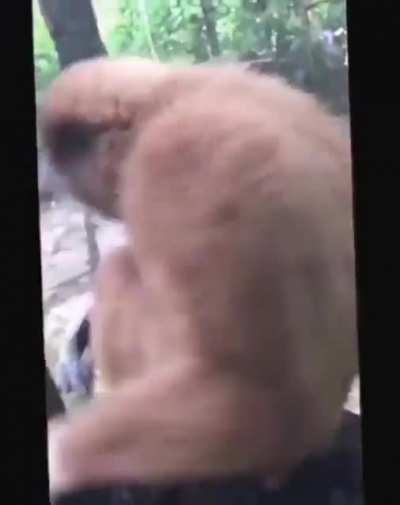 Macaco