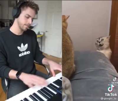 Duett mit Katze