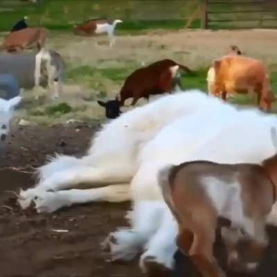 Goats are enjoying
