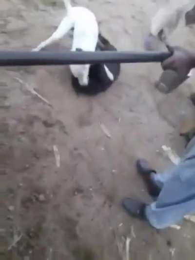 The guy suddenly turned into a helicopter