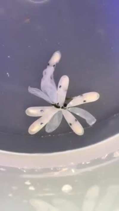 It's a flower.. Wait..