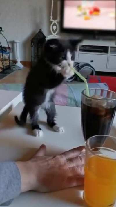 Cat.