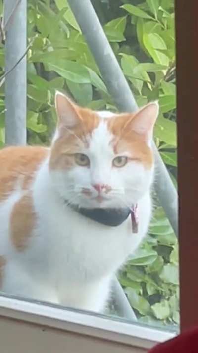 GPS tracker boi is the imposter!