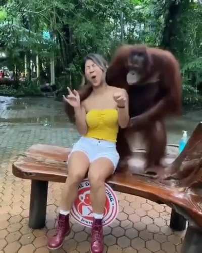 A gentlemonkey...