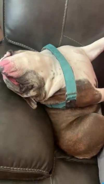 The comfiest of sleeping positions