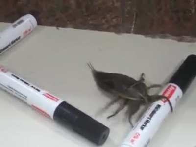 Don't mess with the bugs