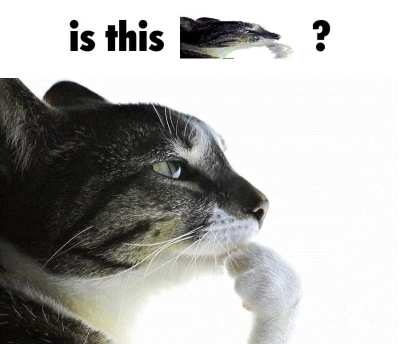 Are you a femboy?