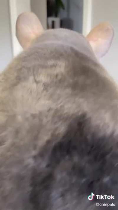 Chinchillas dancing