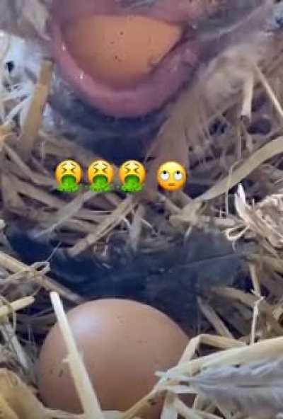 Our bird laid her first egg today