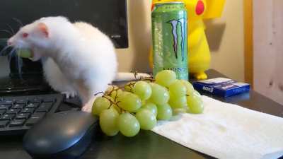 This is why we can't have nice things (don't worry, he is absolutely never allowed to have fruit)