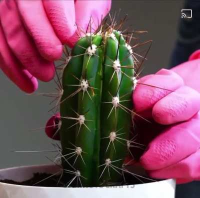 That’s not how plants work