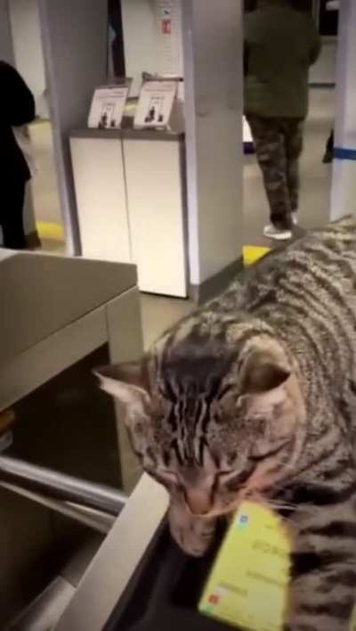 Purrfect ticket inspectors