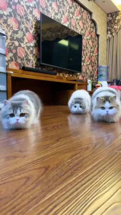Why do they walk like this