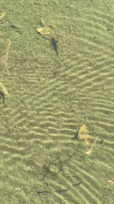 What are these aquatic creatures?