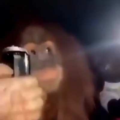 Who gave these niggas a orangutan😭😭