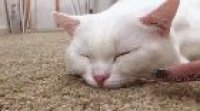 meow_irl